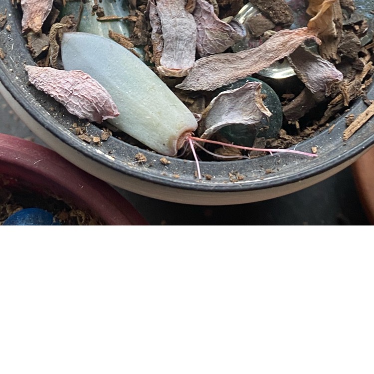 plant image 1437325
