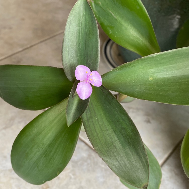 plant image 1437330 plant image 1437330