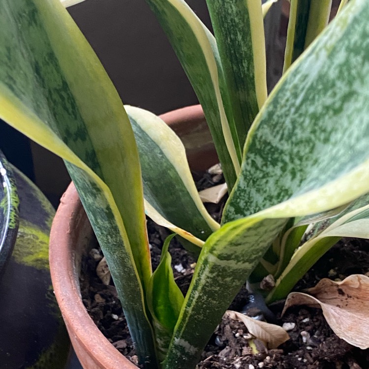 plant image 1437339