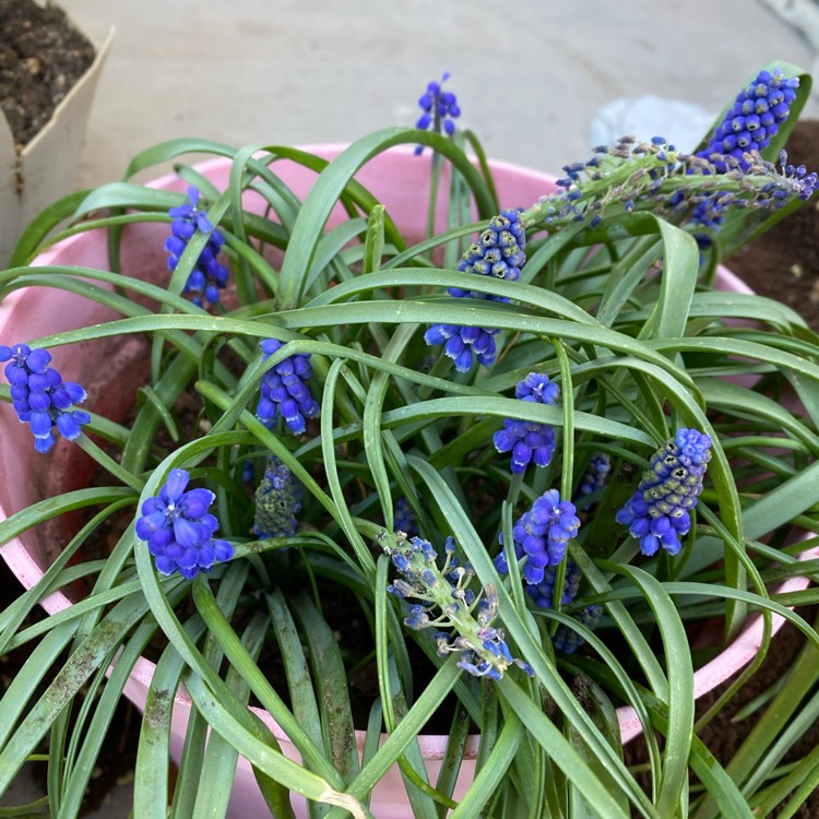 plant image 1443163 plant image 1443163