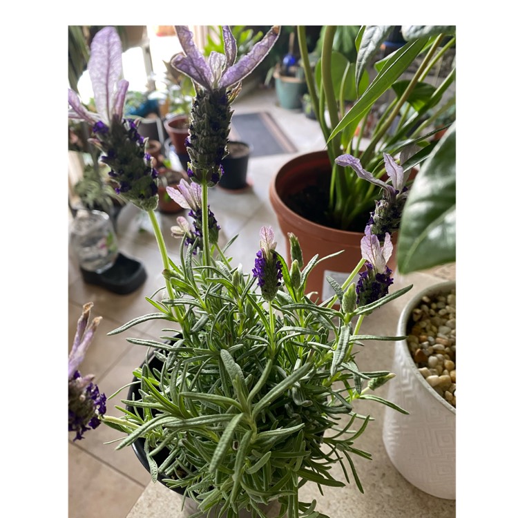 Plant image Lavandula pinnata
