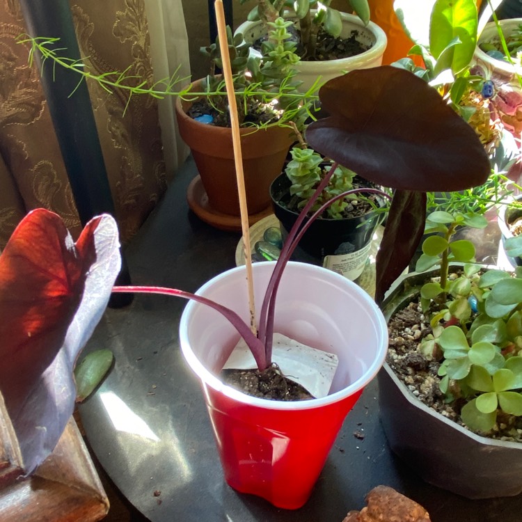 plant image 1450181