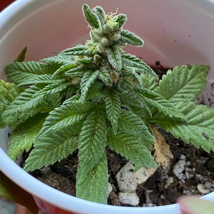 Plant image Cannabis sativa