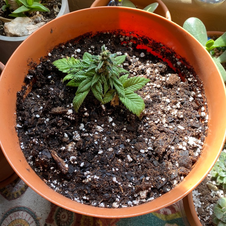 Plant image Cannabis sativa