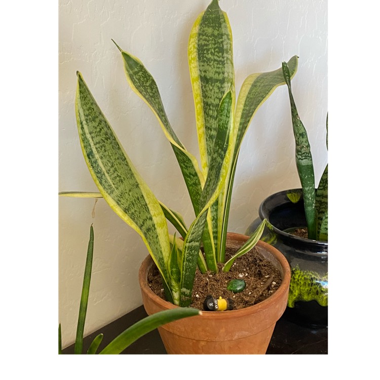 plant image 1452707