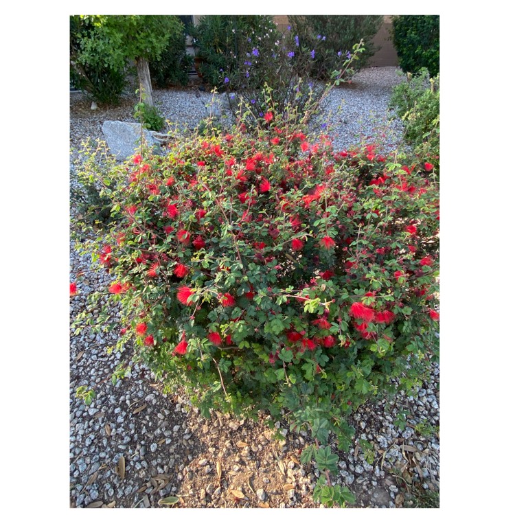 plant image 1459876 plant image 1459876