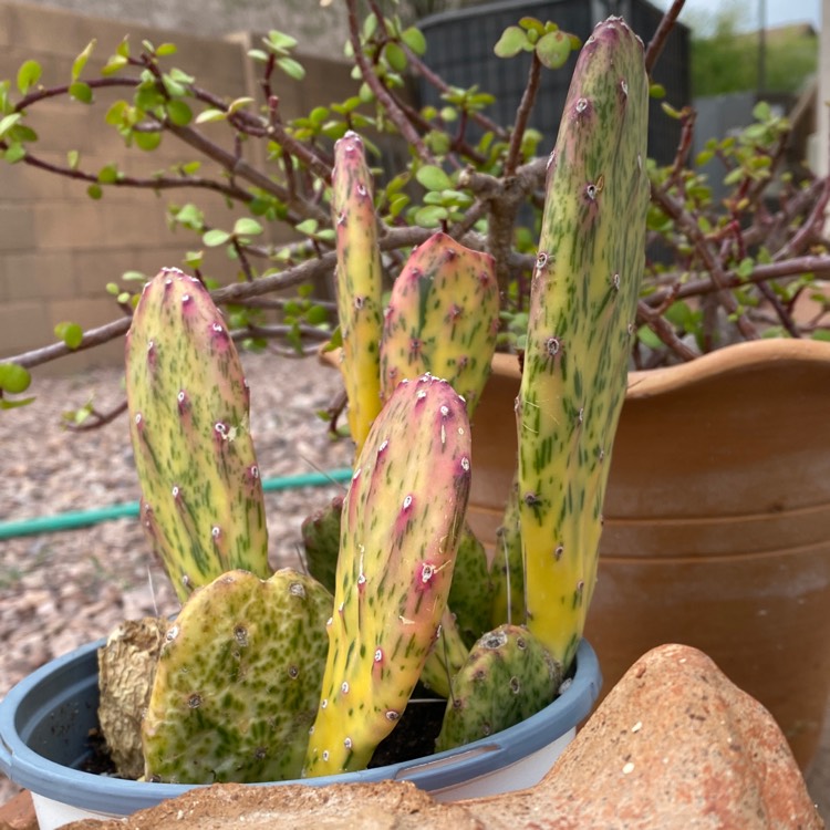 plant image 1459886 plant image 1459886