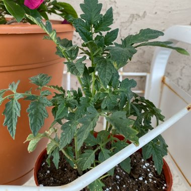 Solanum lycopersicum  syn. Lycopersicon lycopersicum