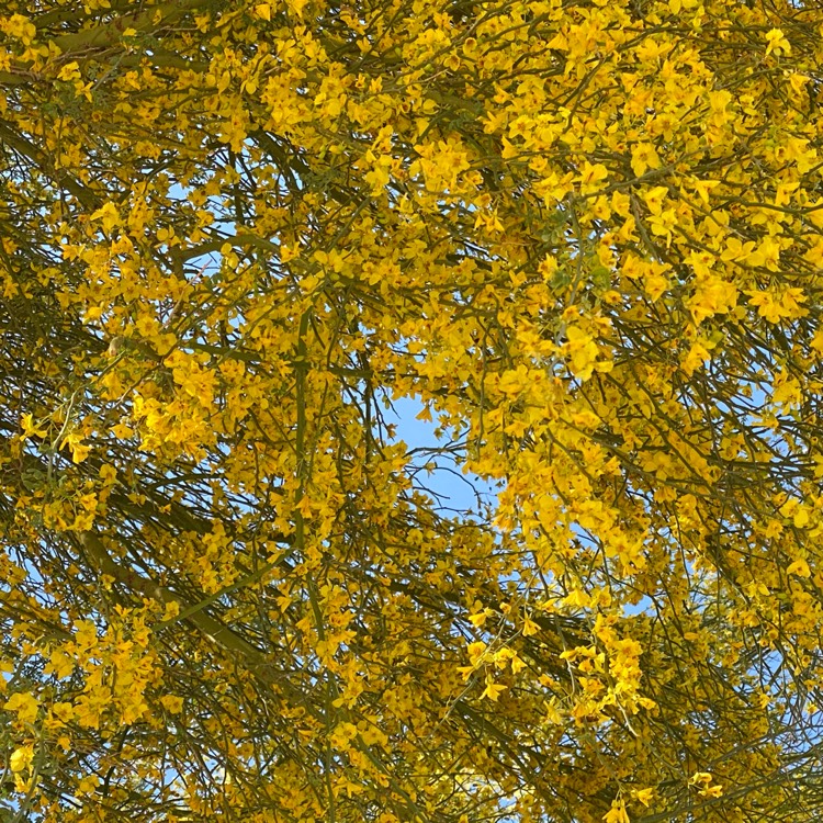 plant image 1464182 plant image 1464182