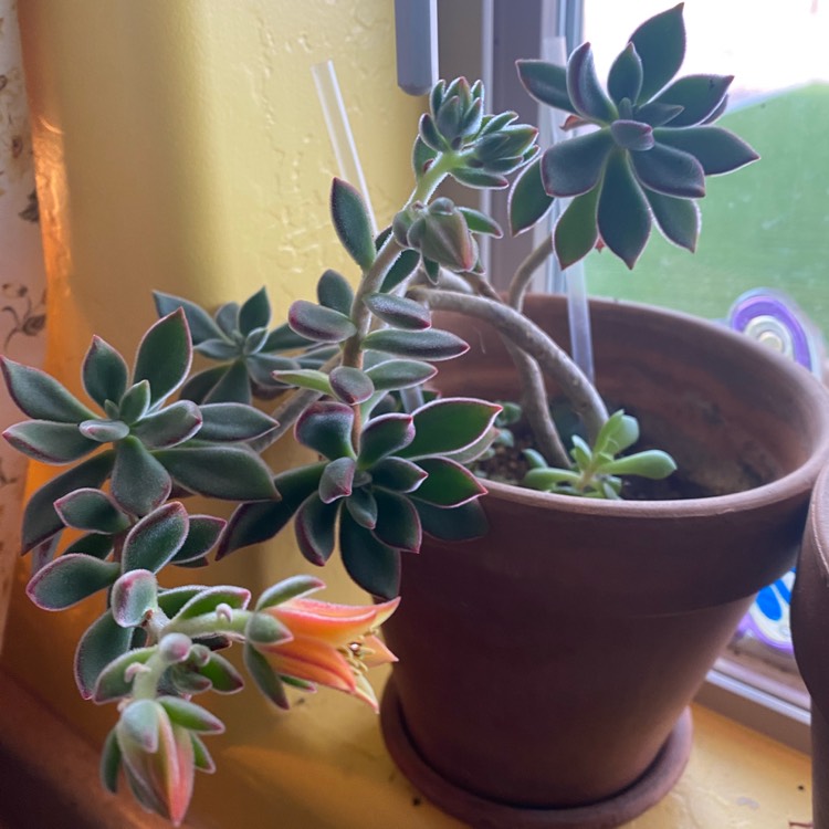 plant image 1471452