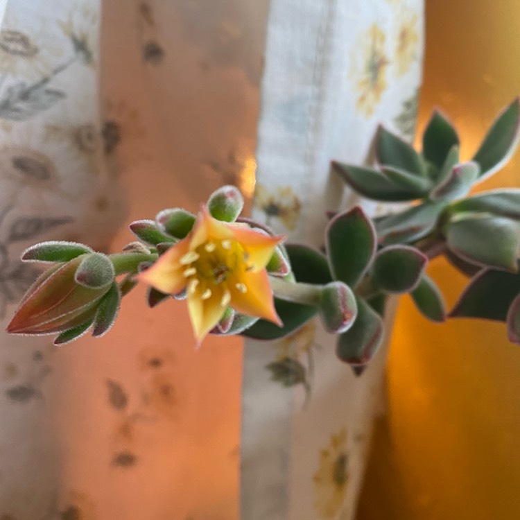 plant image 1471453