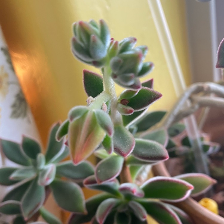 plant image 1471454