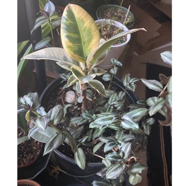 Ficus elastica