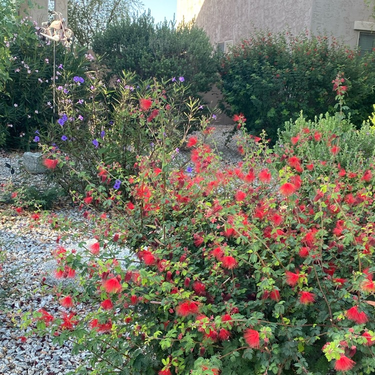 plant image 1474553 plant image 1474553