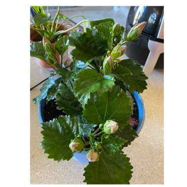 Hibiscus rosa-sinensis