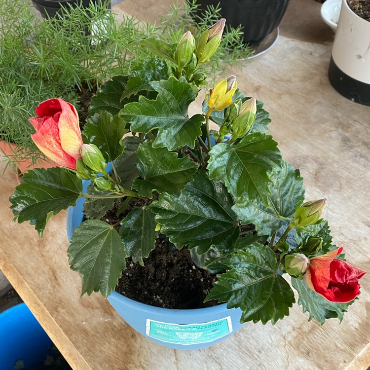 plant image 1476027