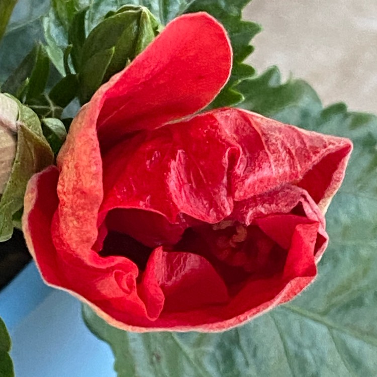 plant image 1476028