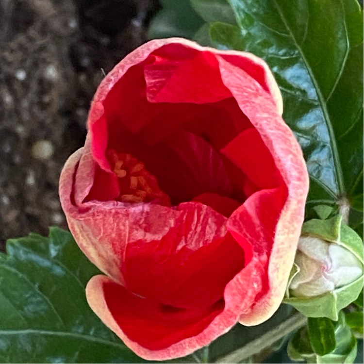 plant image 1476029