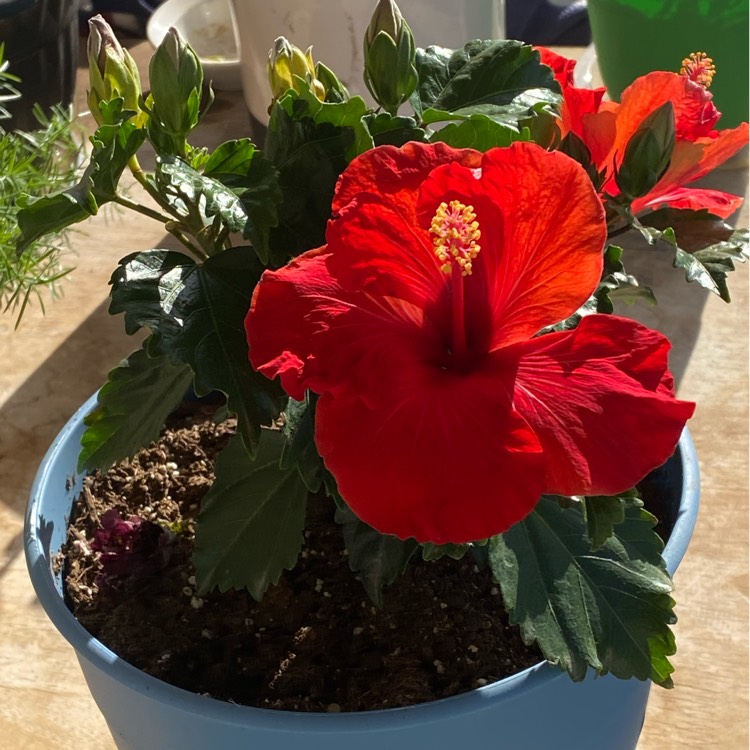 plant image 1476347