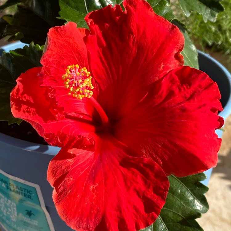 plant image 1476352