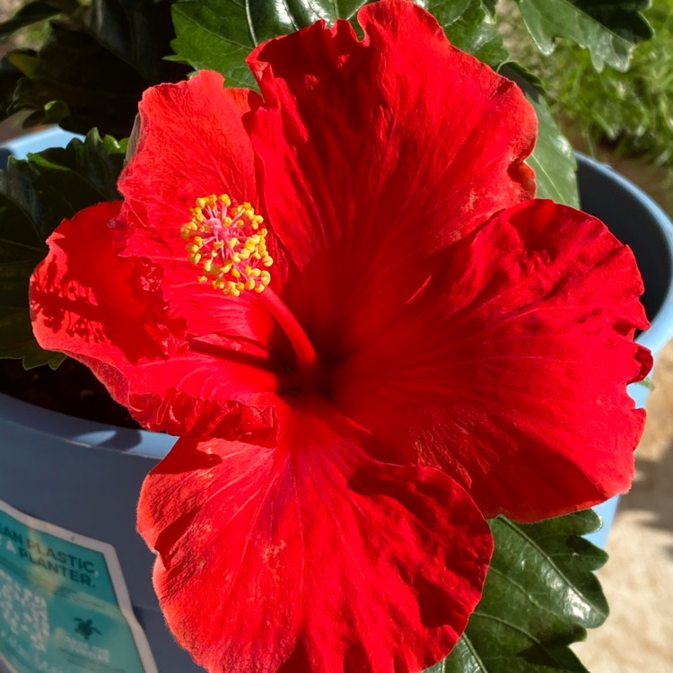 plant image 1494478