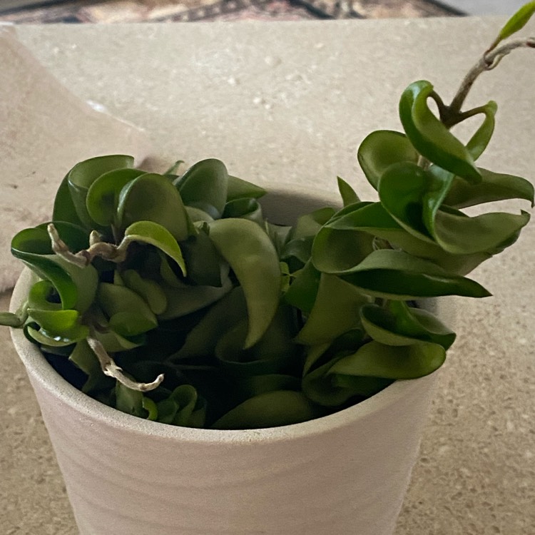 Plant image Hoya Carnosa Compacta