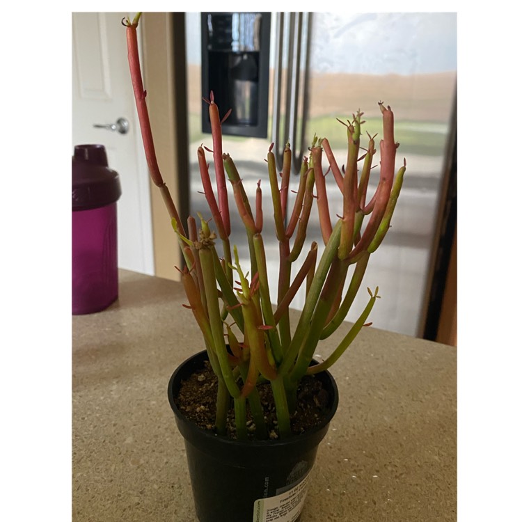 plant image 1500097 plant image 1500097