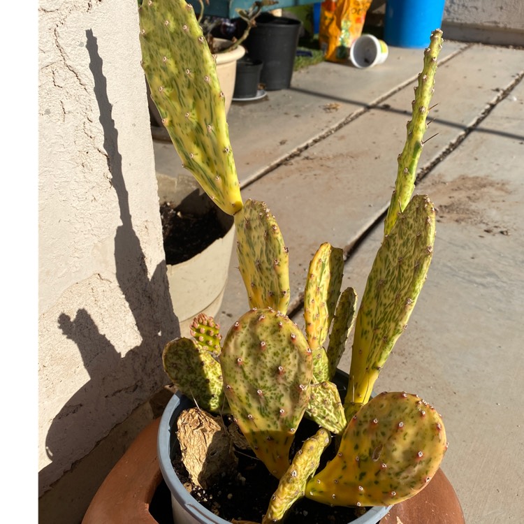 plant image 1501523 plant image 1501523