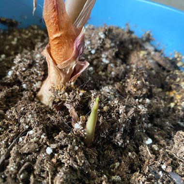 Alocasia x amazonica 'Polly'