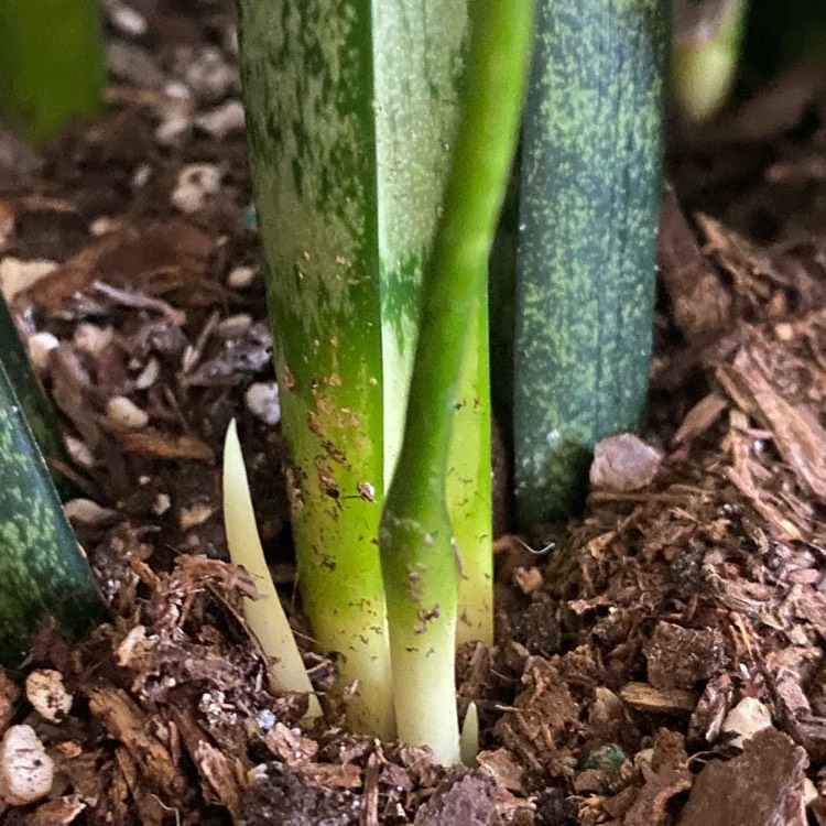 Plant image Sansevieria Black Coral