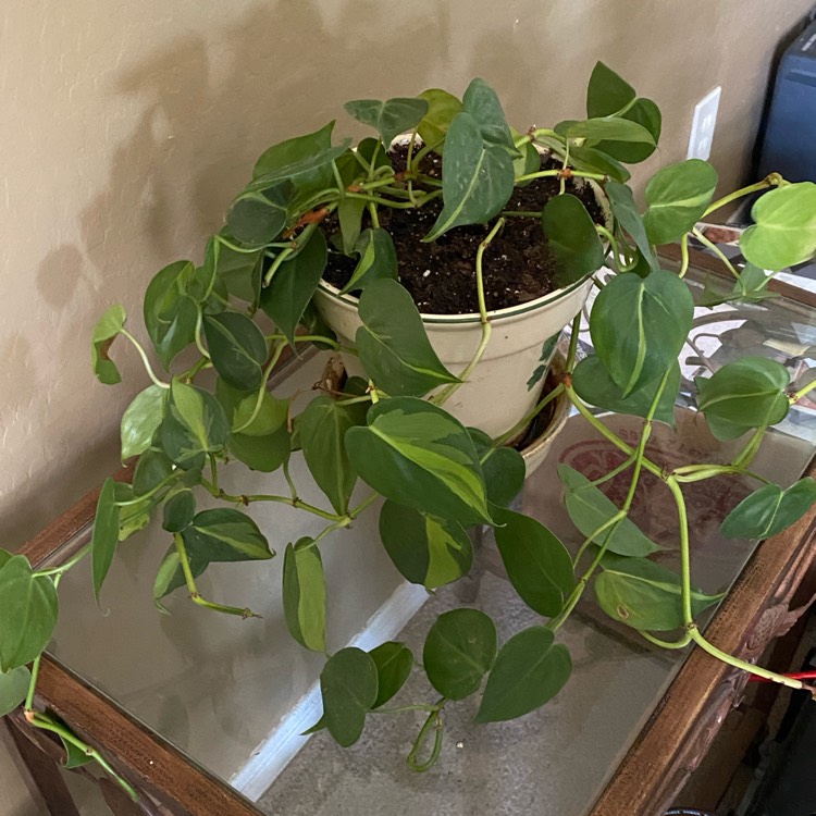 plant image 1510385