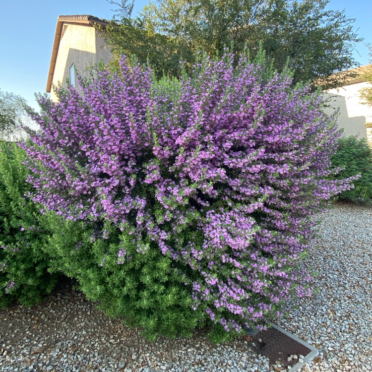 plant image 1518879 plant image 1518879