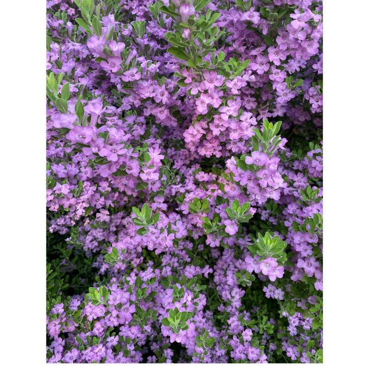 plant image 1518881 plant image 1518881