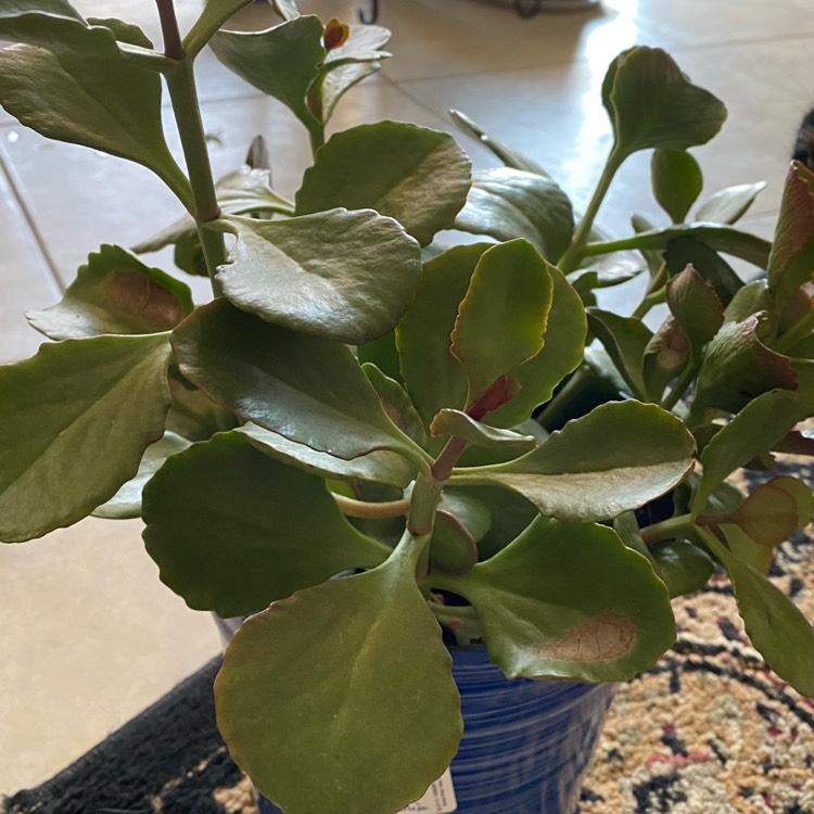 plant image 1519173