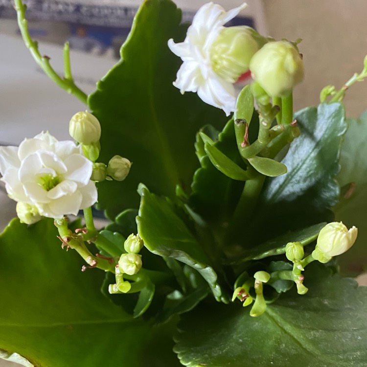 plant image 1523764