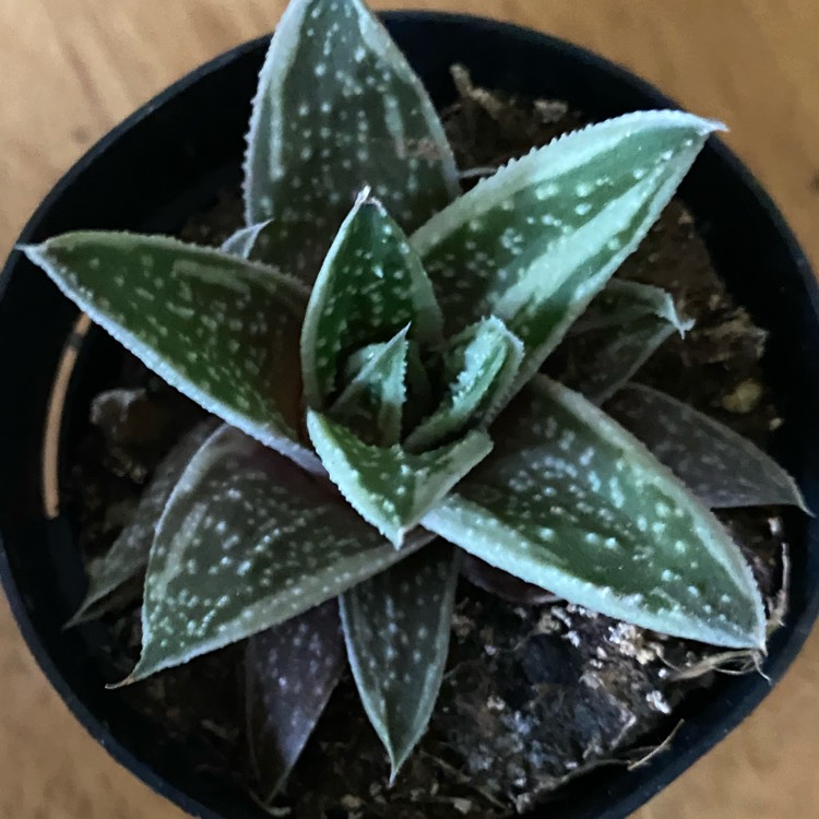 Plant image x Gasteraloe 'Thais'