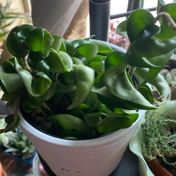 plant image 1534231