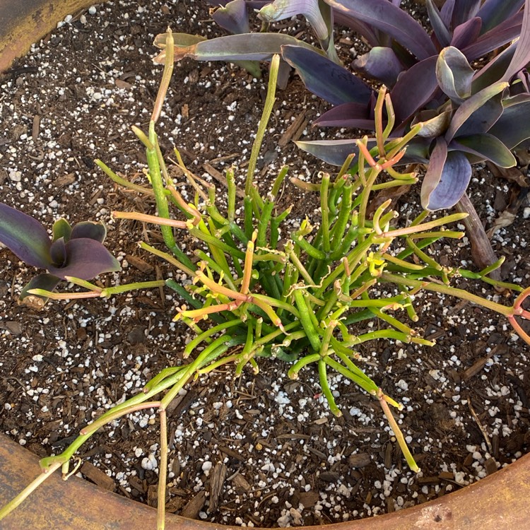 plant image 1537309 plant image 1537309