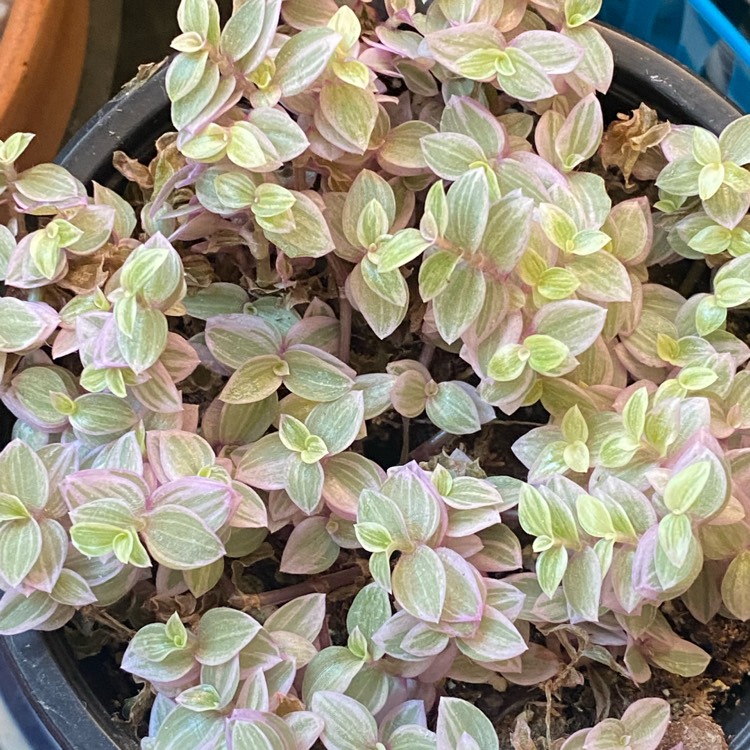 Plant image Callisia repens 'Pink Panther'