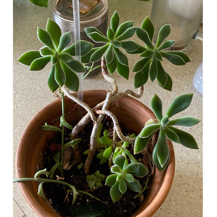 plant image 1538843