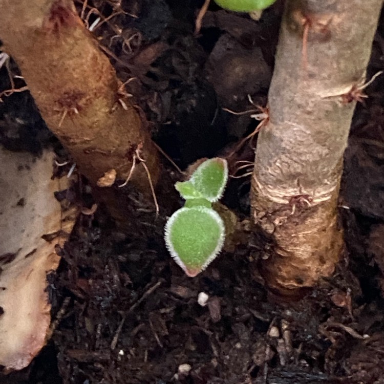 plant image 1538845