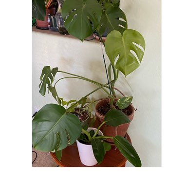 Monstera deliciosa