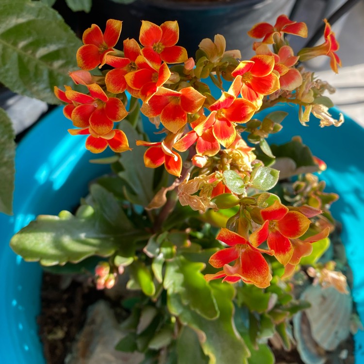 plant image 1544153 plant image 1544153