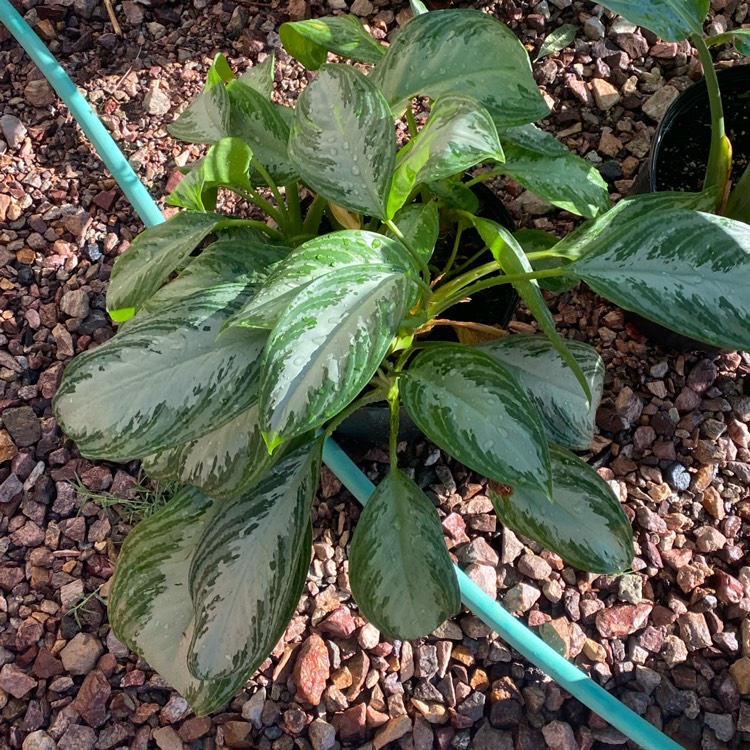 plant image 1545925 plant image 1545925