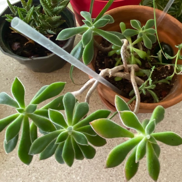 plant image 1546391