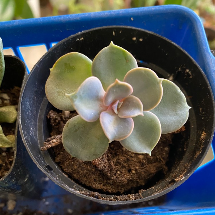 plant image 1546397