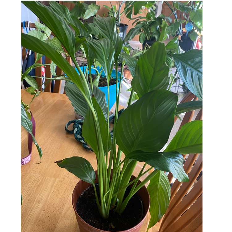 plant image 1547365 plant image 1547365