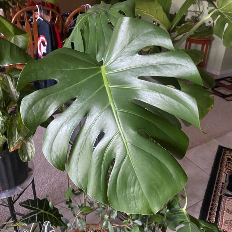 plant image 1547404 plant image 1547404