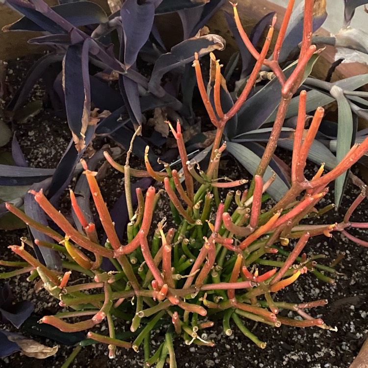 plant image 1547406 plant image 1547406
