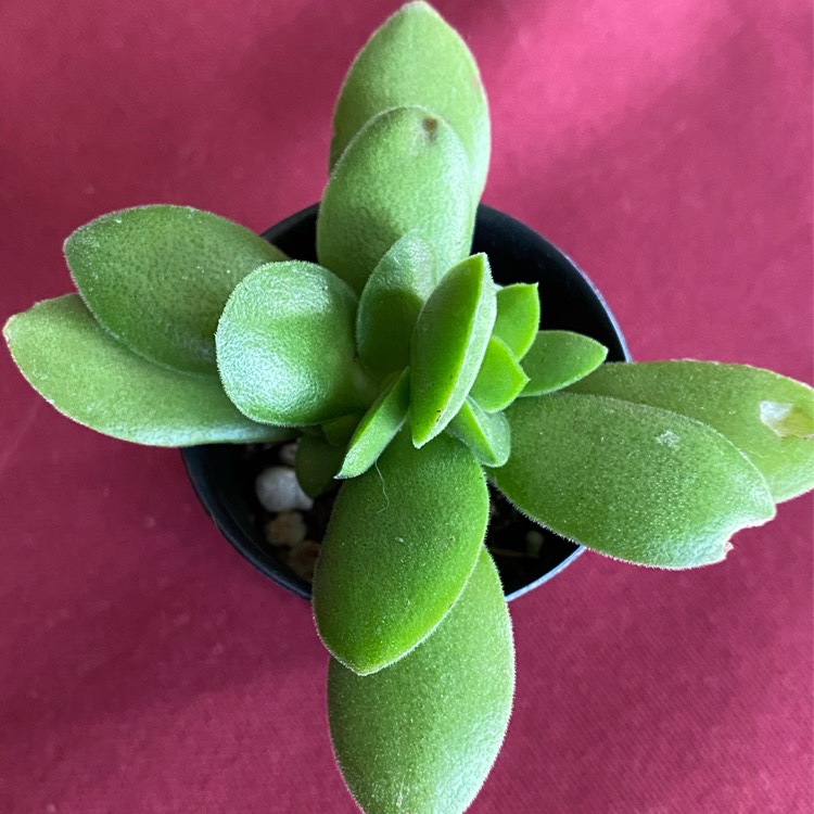 plant image 1554222